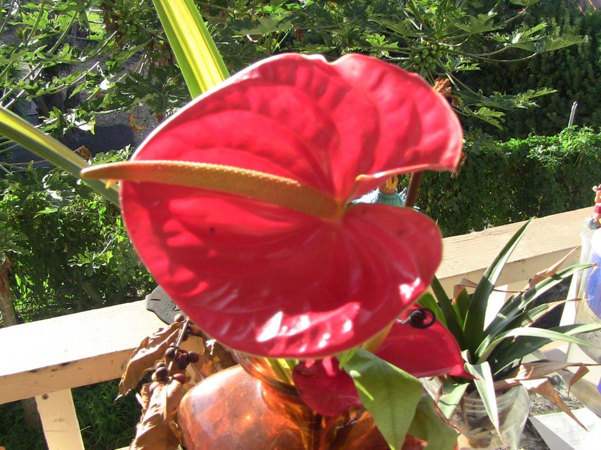 Kona Hawaii Guest House A Unique Hawaii Experience Keauhou Zewnętrze zdjęcie