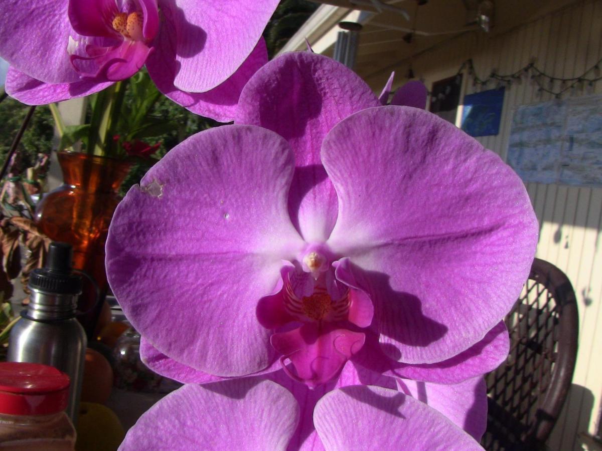 Kona Hawaii Guest House A Unique Hawaii Experience Keauhou Zewnętrze zdjęcie